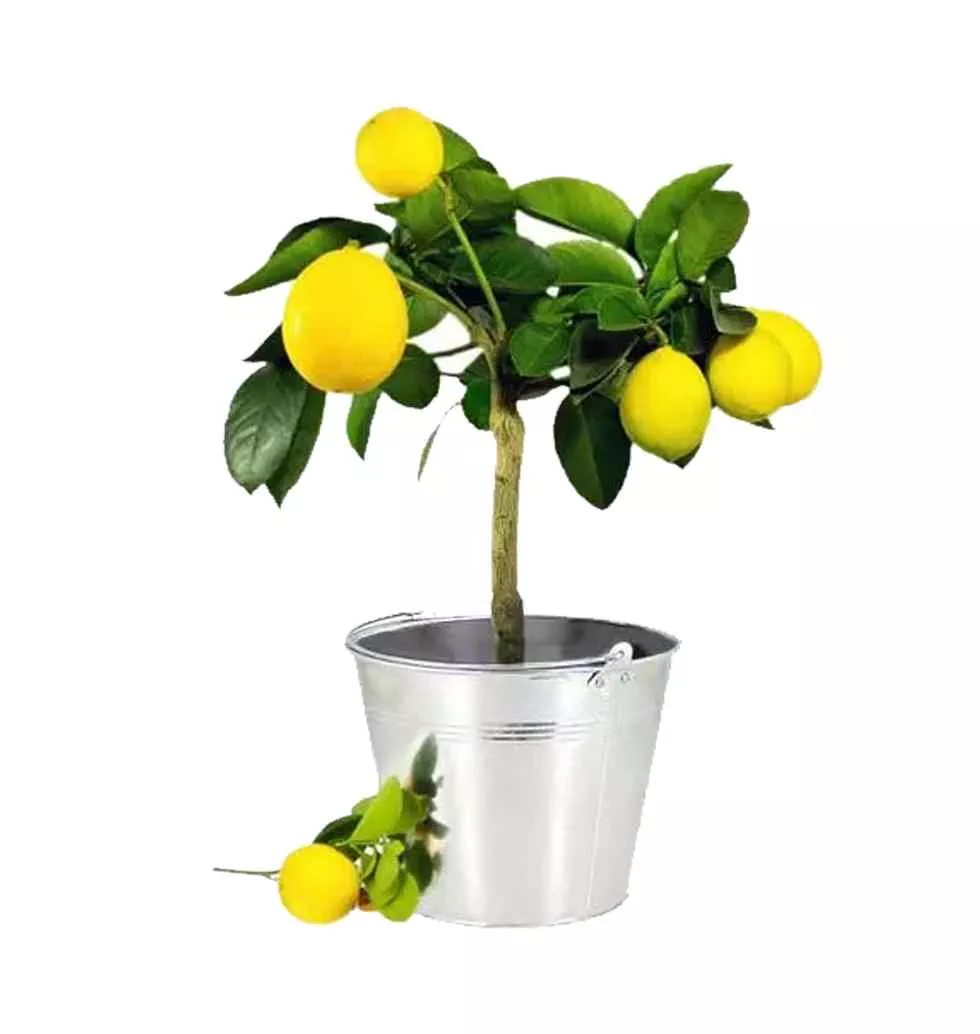 Attention-Getting Round Zinc Pot of Lemon Tree