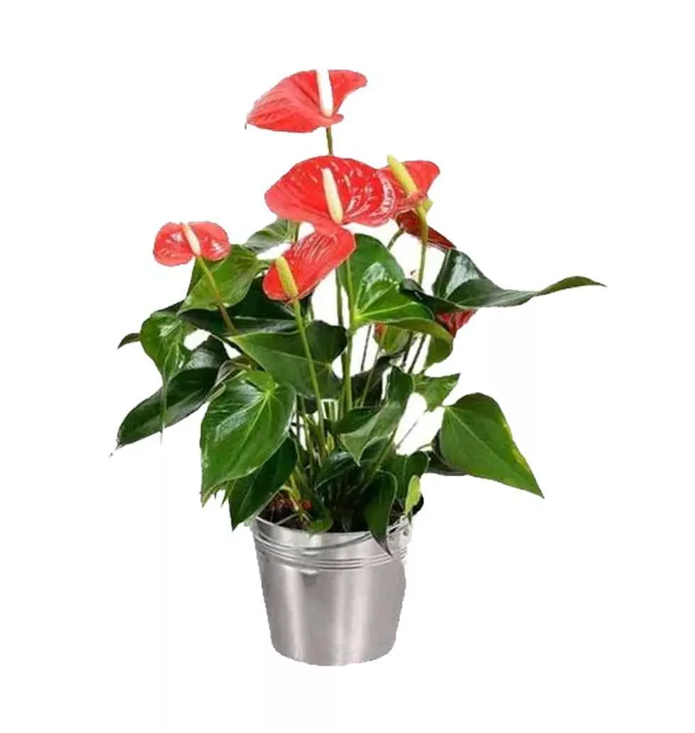 Glorious Red Anthuriums in Zinc Pot